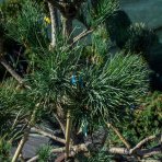 Borovica limbová (Pinus cembra) ´GLAUCA´ - výška 100-120 cm, kont. C90L - BONSAJ (-34°C)